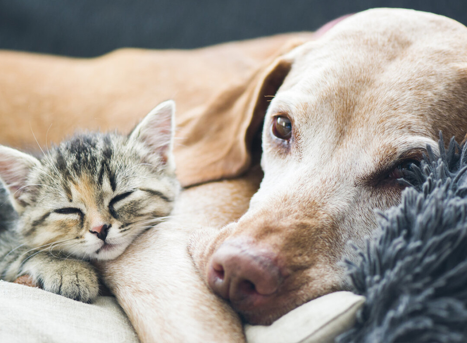 Pet Home (Haian) Co., Ltd.